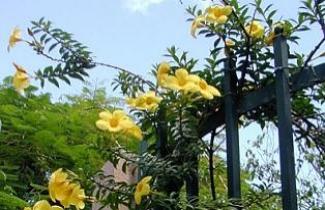 Allamanda Sp