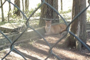 Divulgação / Polícia Ambiental