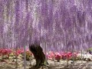 Jap�o abriga a �rvore mais bonita do mundo; conhe�a