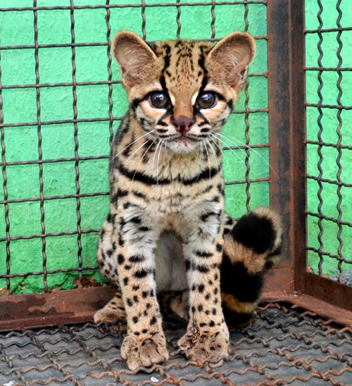 Divulgação / Polícia Ambiental