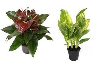 Divulgação/Expoflora - Antúrio otazu e Cana índica Divulgação/Expoflora - Antúrio otazu e Cana índica