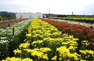 Divulgação/Expoflora