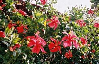Hibisco Hibisco
