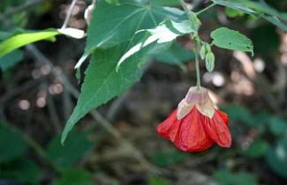 Lanterninha chinesa Lanterninha chinesa