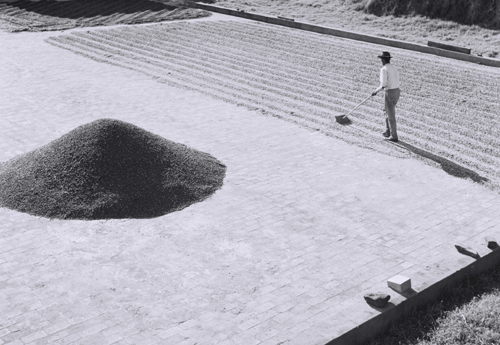 Fazenda em Santa Fé-PR (1962) Fazenda em Santa Fé-PR (1962)