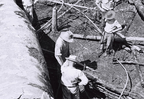 Repicagem de novas covas de café plantada em nível. Fazenda nos arredores de Londrina (1957) Repicagem de novas covas de café plantada em nível. Fazenda nos arredores de Londrina (1957)