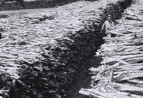 Depósito de troncos de cafeeiros erradicados, transformados em lenha. Sítio em Londrina (1967) Depósito de troncos de cafeeiros erradicados, transformados em lenha. Sítio em Londrina (1967)