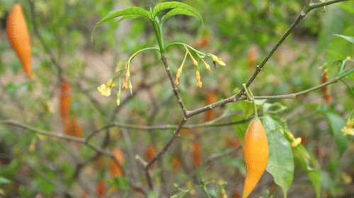 Reprodução - Planta e fruto da iboga Reprodução - Planta e fruto da iboga