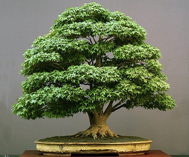 Reprodução/Bonsai Empire Reprodução/Bonsai Empire