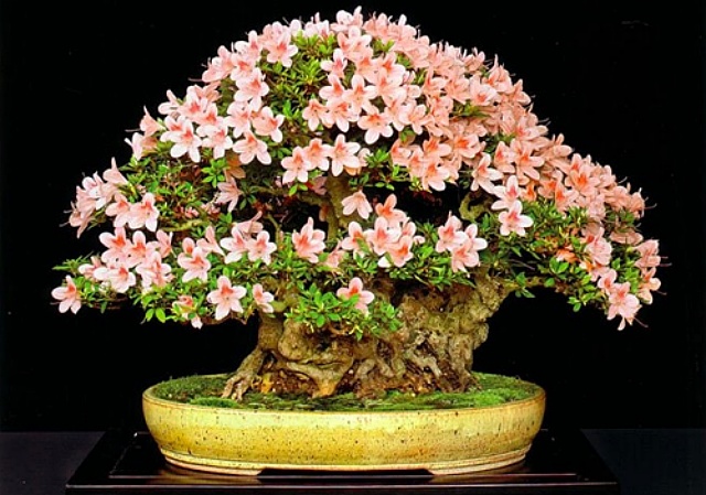 Reprodução/Bonsai Empire Reprodução/Bonsai Empire