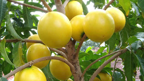 Reprodução - Fruta Abiu