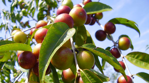 Reprodução - Fruta Camu-camu