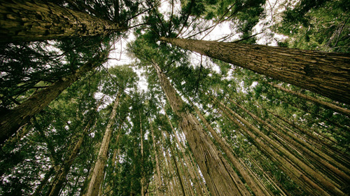 Divulgação/Pixabay Divulgação/Pixabay