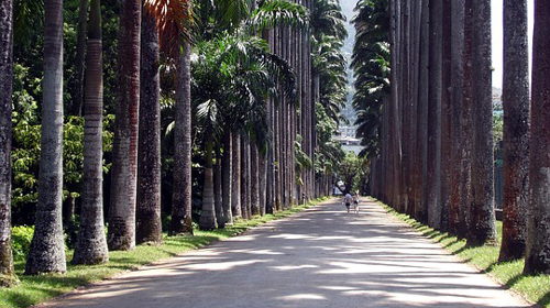 Divulgação/Pixabay - O Jardim Botânico do Rio de Janeiro foi fundado em 13 de junho de 1808 Divulgação/Pixabay - O Jardim Botânico do Rio de Janeiro foi fundado em 13 de junho de 1808