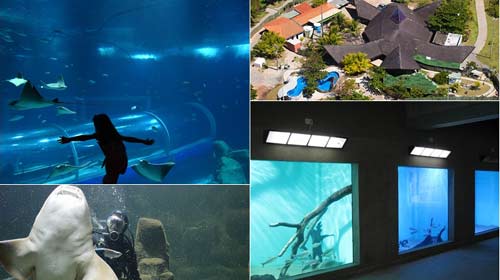 AquaRio; P. Tamar; Gov. MG e; Aquário SP