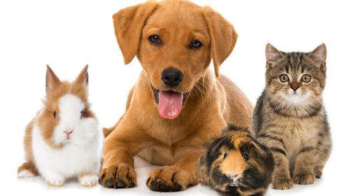 Resultado de imagem para animais