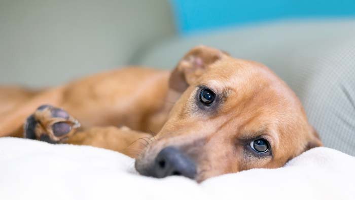 Entenda Mais Sobre O C ncer De Mama Nas Cadelas E Gatas