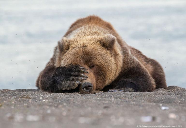 Eric Fisher/Comedy Wildlife Photo