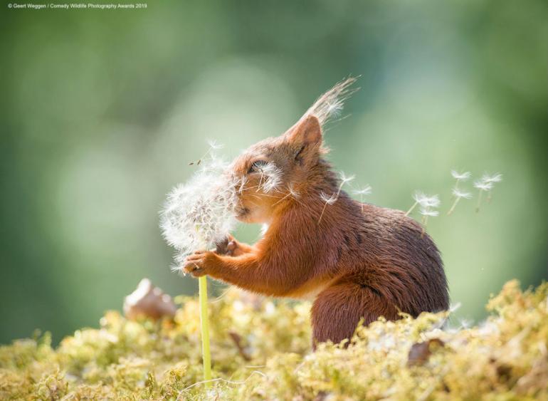 Geert Weggen/Comedy Wildlife Photo