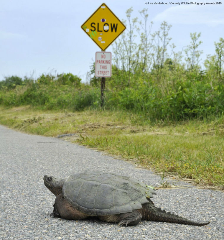 Lisa Vanderhoop/Comedy Wildlife Photo