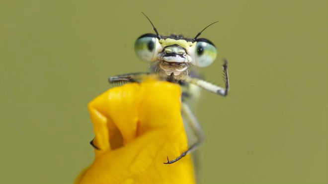 Kevin Sawford/Comedy Wildlife Photo