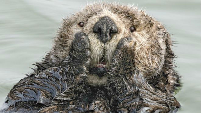 Harry Walker/Comedy Wildlife Photo