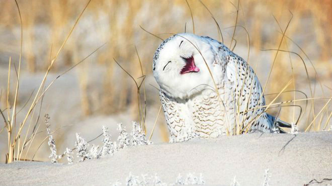 Vicki Jauron/Comedy Wildlife Photo