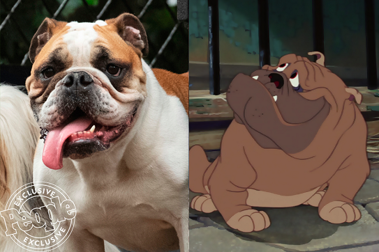 Filme live action de 'A Dama e o Vagabundo' tem elenco com cachorros  resgatados