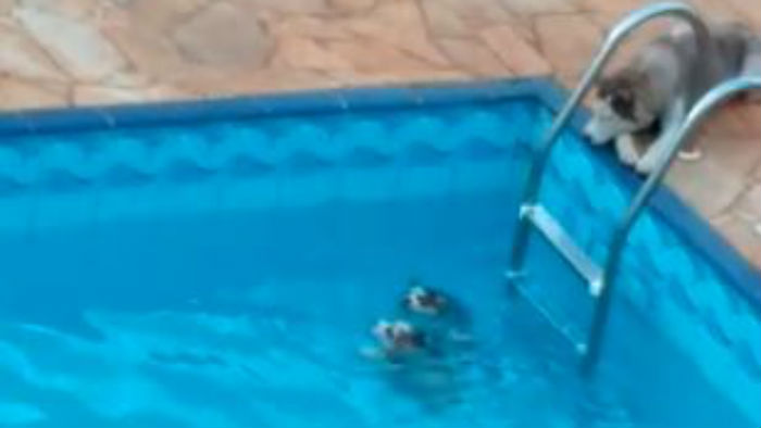 Divulgação - Frame tirado de um vídeo que mostra filhotes no momento que estão se afogando na piscina. Vídeo enviado por testemunha que preferiu não se identificar