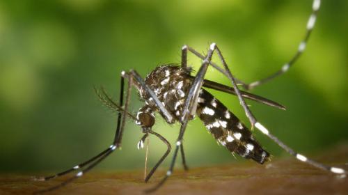 Cai o número de notificações de dengue em Londrina - Portal Bonde