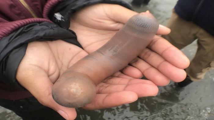 Peixes-pênis' são encontrados em praia da Califórnia