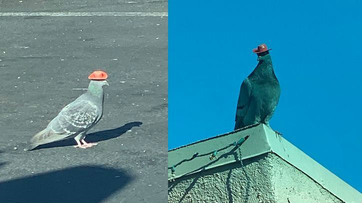 Reprodução/Twitter