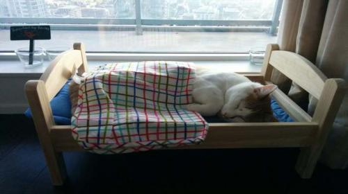 Tutores compram mini camas para seus gatos e as fotos so muito fofas – [Blog GigaOutlet]