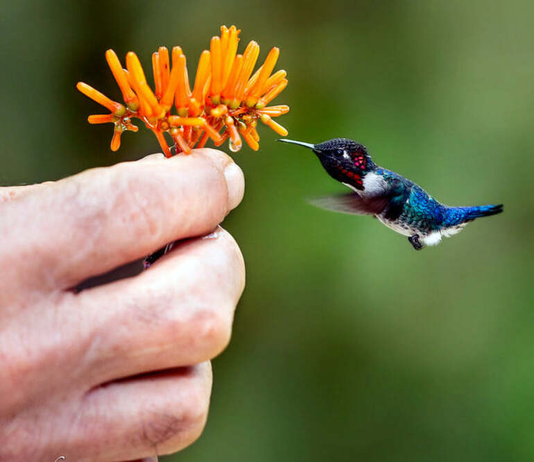 Beija-flor-abelha é o menor pássaro do mundo