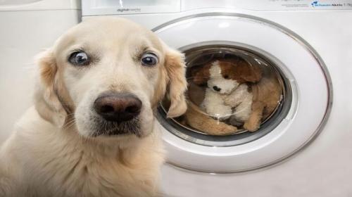 Cadela fica aterrorizada ao ver seu brinquedo na mquina de lavar – [Blog GigaOutlet]
