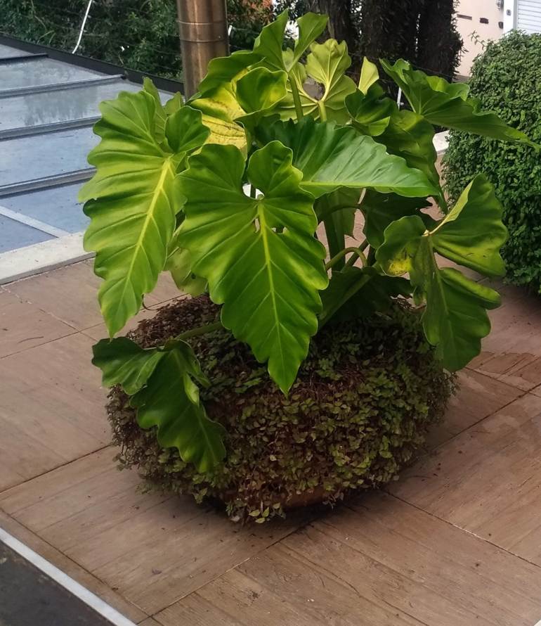 Philodendron undulatum (foto autoral) Philodendron undulatum (foto autoral)