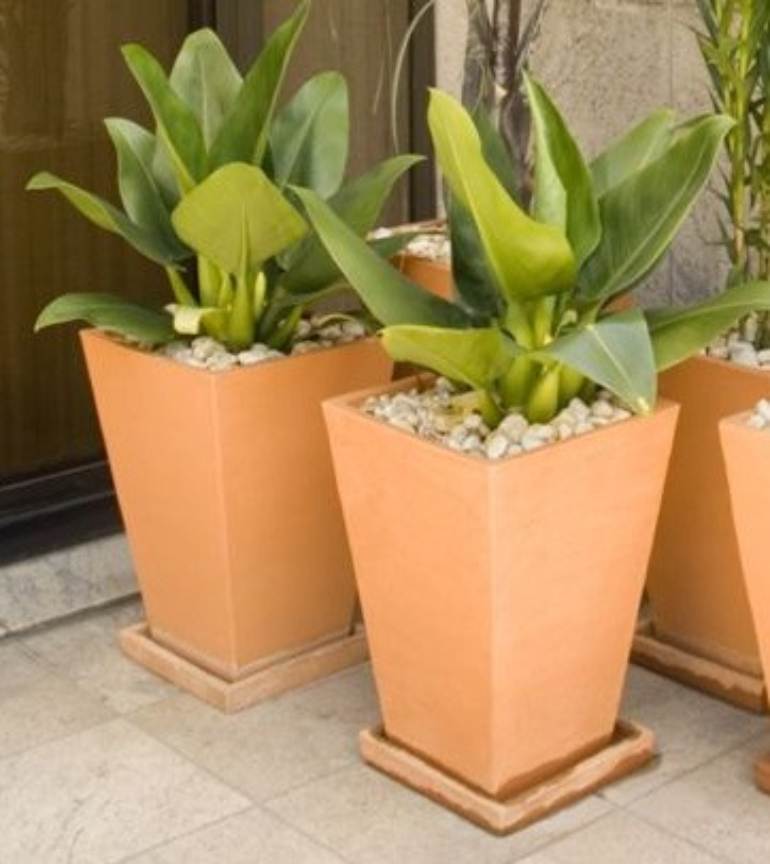 Philodendron martianum (foto autoral) Philodendron martianum (foto autoral)