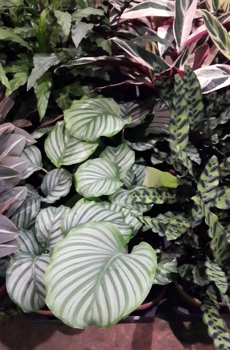 maranta (foto autoral) maranta (foto autoral)