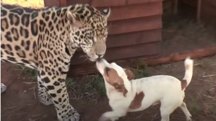 Leopardo E Cachorro Constroem Amizade Incrivel Na Africa Do Sul