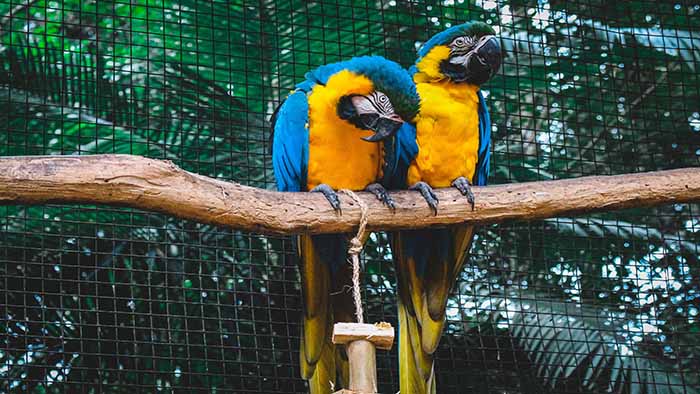 por Jonatan Lewczuk, Licença Unsplash - Parque das Aves possui mais de 150 espécies diferentes por Jonatan Lewczuk, Licença Unsplash - Parque das Aves possui mais de 150 espécies diferentes