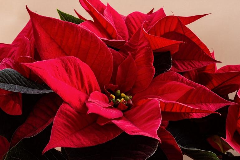 Divulgação - Flor do Natal Divulgação - Flor do Natal
