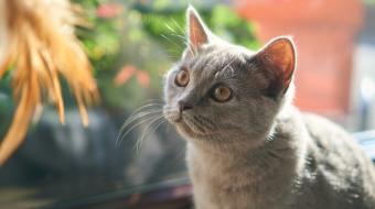 Cuidados com a alimenta��o para pets com doen�a renal cr�nica