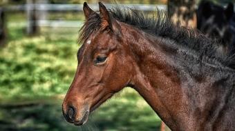 Como denunciar circula��o de animais na �rea urbana