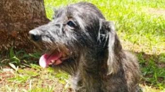 Londrina divulga lista com c�es e gatos para ado��o respons�vel