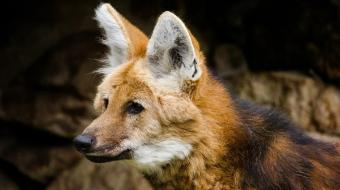 Guia do IAT explica as diferen�as entre animais nativos e ex�ticos