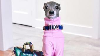 Conhe�a Tika The Iggy, a influenciadora do mundo animal