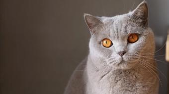 O que fazer e o que n�o fazer se seu pet engasgar