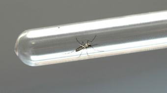 Sa�de registra mais cinco mortes por dengue no Paran�