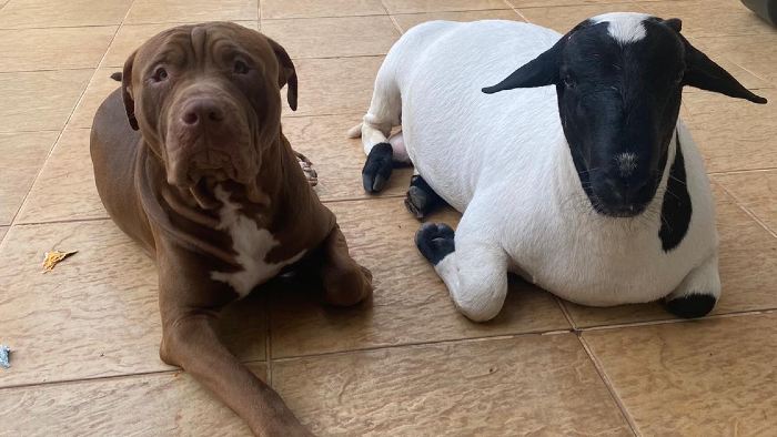 Cintia Aikawa/Acervo pessoal - Com a nova adoção, nasce uma amizade entre o carneiro Fred e o cachorro Thor