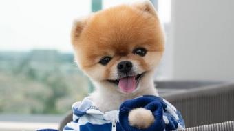 Conhe�a Jiffpom, o c�ozinho que parece ser de pel�cia